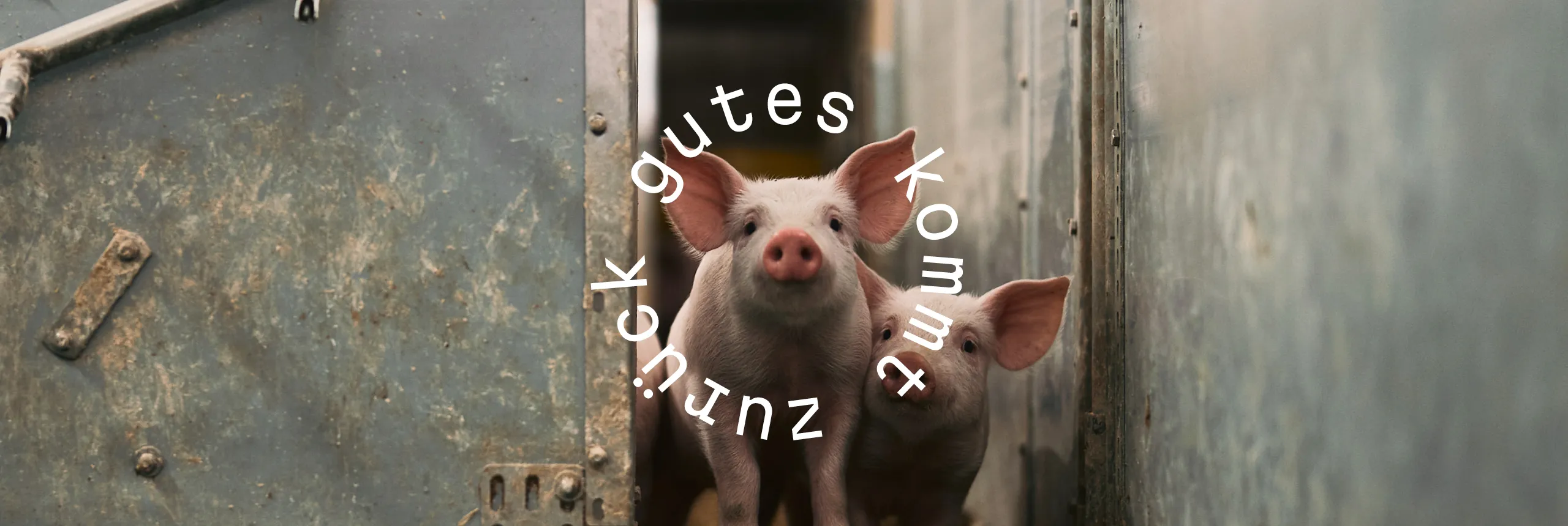 Footer-Bild: Schweinezucht