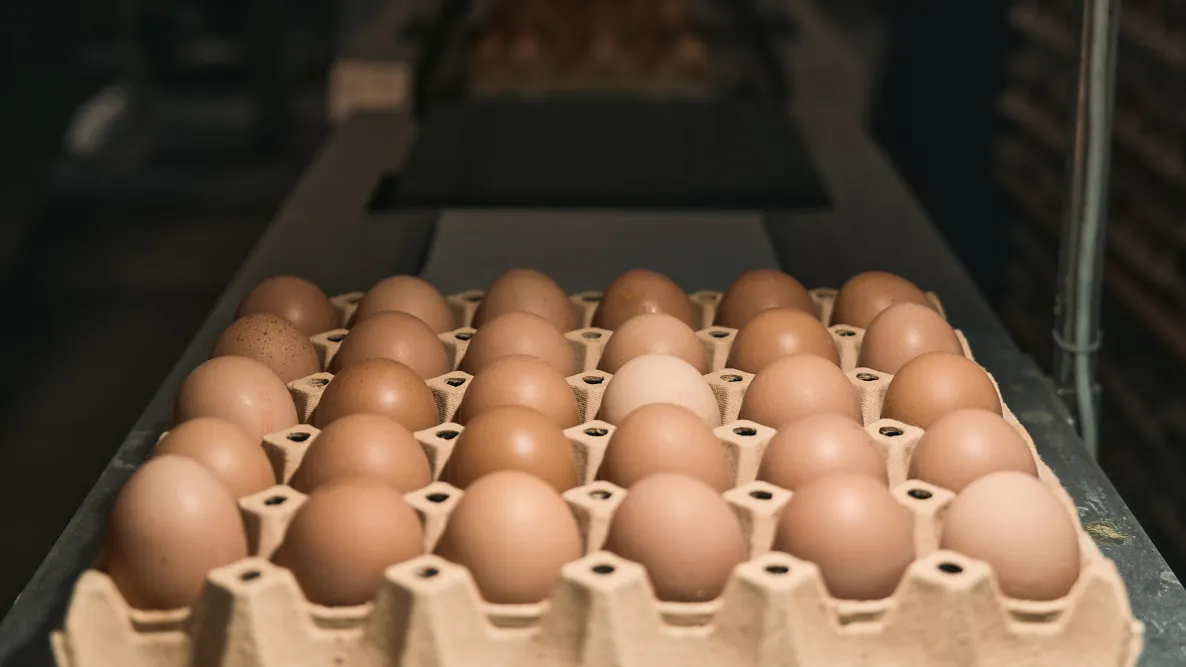 Eier in einer Eierschachtel am Fließband