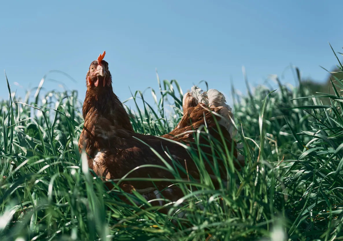 Huhn auf einer Wiese