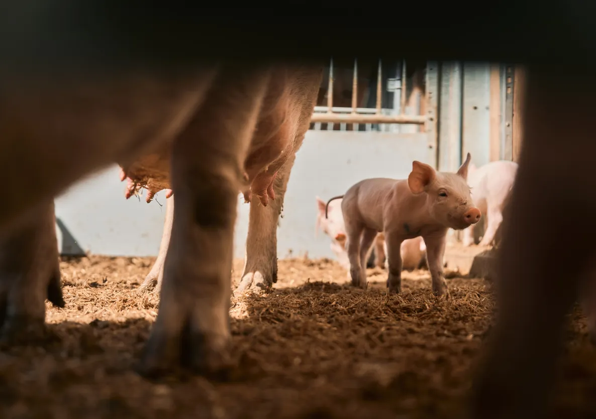 Nahaufnahme von einem Ferkel und anderen Schweinen im Stall