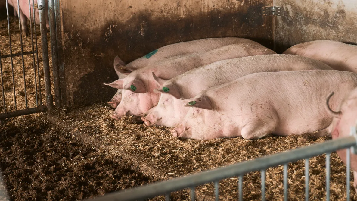 Friedlich schlafende Schweine im Stall