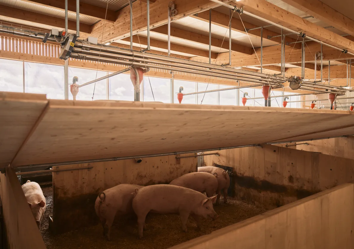 Frei bewegliche Schweine mit viel Freiraum in ihrer Box