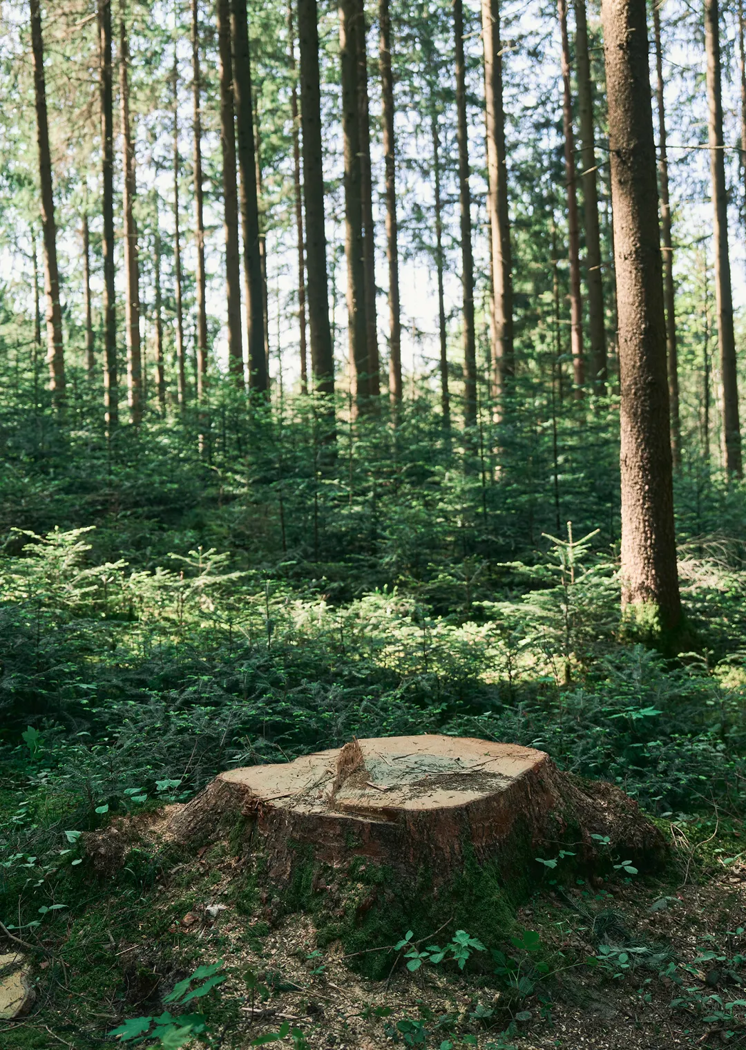 Baumstumpf in einem Wald