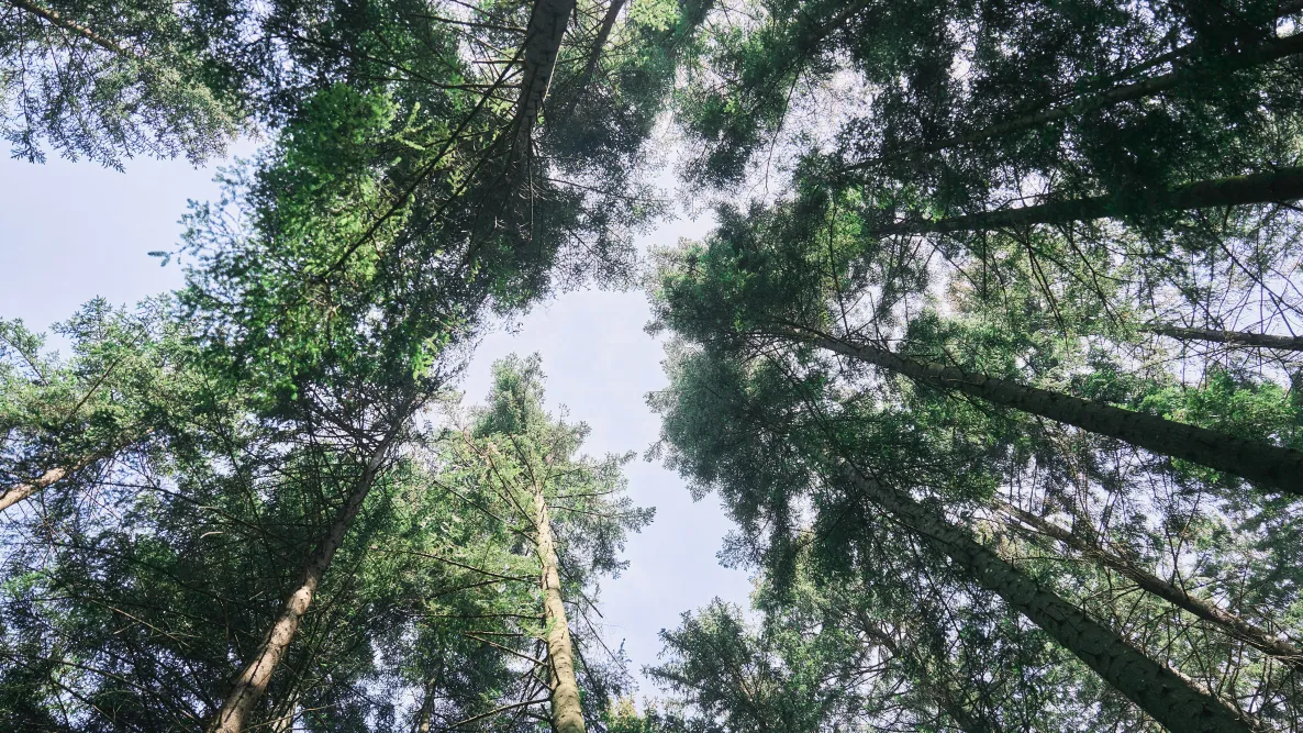 Große Bäume im Wald