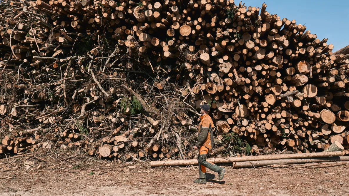 Holz-Lagerstätte